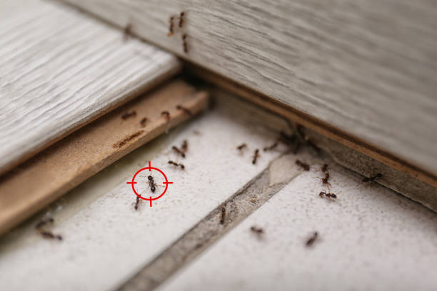 Best Residential Pest Control  in Kahaluu Keauhou, HI