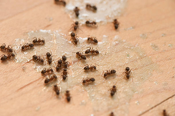 Best Affordable Pest Control Services  in Kahaluu Keauhou, HI